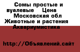 Сомы простые и вуалевые  › Цена ­ 20 - Московская обл. Животные и растения » Аквариумистика   